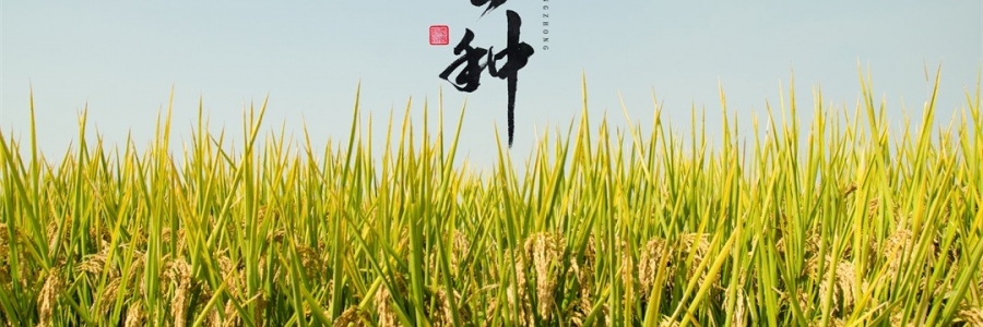 芒種 | 風(fēng)吹麥浪，蟬鳴夏忙