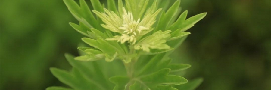 化成了灰也還是個寶，我勸你最好珍惜！