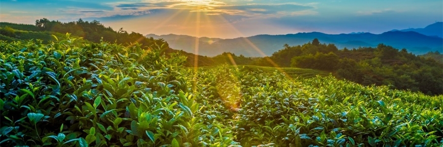 “三陽開泰”防病疫，這才是升陽的無上心法！