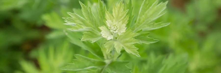 520，“艾”意正濃！讓我們相識艾草