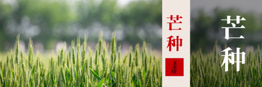 芒種 | 忙收忙種，防暑祛濕